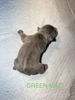 Frenchies, a male French Bulldog for sale in Oklahoma City, OK – 9 of 10