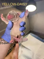 Frenchies, a male French Bulldog for sale in Oklahoma City, OK – 7 of 10