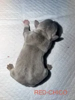 Frenchies, a male French Bulldog for sale in Oklahoma City, OK – 10 of 10