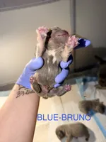 Frenchies, a male French Bulldog for sale in Oklahoma City, OK – 8 of 10