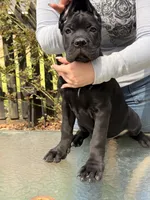 Little miss, a female Cane Corso for sale in Richmond City, VA – Photo 3 of 4
