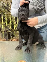 Little miss, a female Cane Corso for sale in Richmond City, VA – Photo 1 of 4