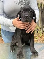 Little miss, a female Cane Corso for sale in Richmond City, VA – Photo 4 of 4