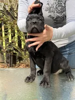Little miss, a female Cane Corso for sale in Richmond City, VA – Photo 2 of 4