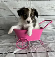 Akc girl , a female Papillon for sale in Sulphur Springs, TX – 4 of 6