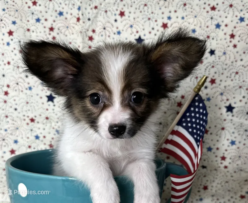Akc baby sable  – Papillon puppy for sale in Sulphur Springs, TX