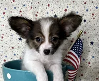 Akc baby sable , a male Papillon for sale in Sulphur Springs, TX – 1 of 9