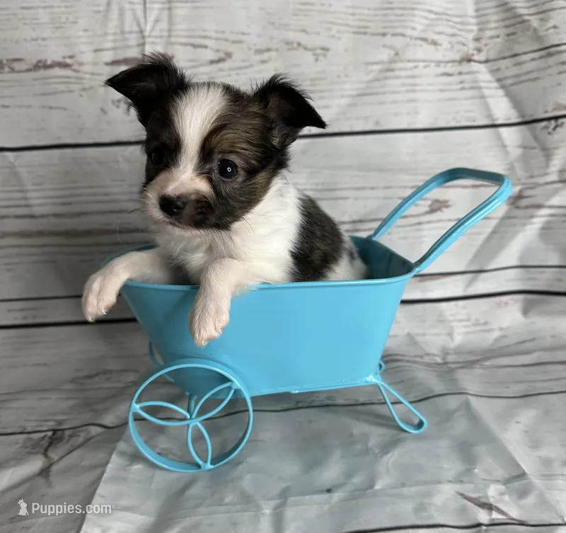 Sable male  – Papillon puppy for sale in Sulphur Springs, TX