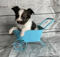 Sable male , a male Papillon for sale in Sulphur Springs, TX – 1 of 5