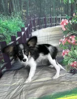 Akc Lovable tri , a male Papillon for sale in Sulphur Springs, TX – 3 of 9