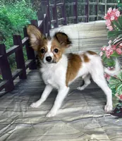 Akc baby boy , a male Papillon for sale in Sulphur Springs, TX – 3 of 7
