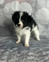 Akc boy , a male Papillon for sale in Sulphur Springs, TX – 5 of 7