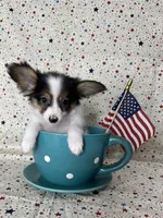 Akc tri  boy , a male Papillon for sale in Sulphur Springs, TX – 3 of 8