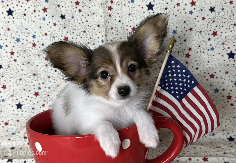 Akc baby sable  – Papillon puppy for sale in Sulphur Springs, TX