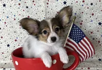 Akc baby sable , a female Papillon for sale in Sulphur Springs, TX – 1 of 8