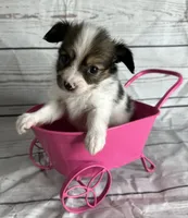 Akc baby girl , a female Papillon for sale in Sulphur Springs, TX – 4 of 4