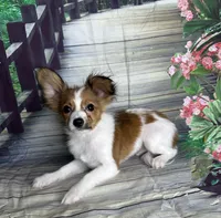 Akc baby boy , a male Papillon for sale in Sulphur Springs, TX – 4 of 7