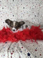 Sweet akc girl , a female Papillon for sale in Sulphur Springs, TX – 3 of 8