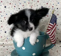 Akc Lovable tri , a male Papillon for sale in Sulphur Springs, TX – 6 of 8