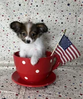 Sweet akc girl , a female Papillon for sale in Sulphur Springs, TX – 4 of 8