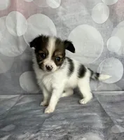 Akc baby girl , a female Papillon for sale in Sulphur Springs, TX – 3 of 4