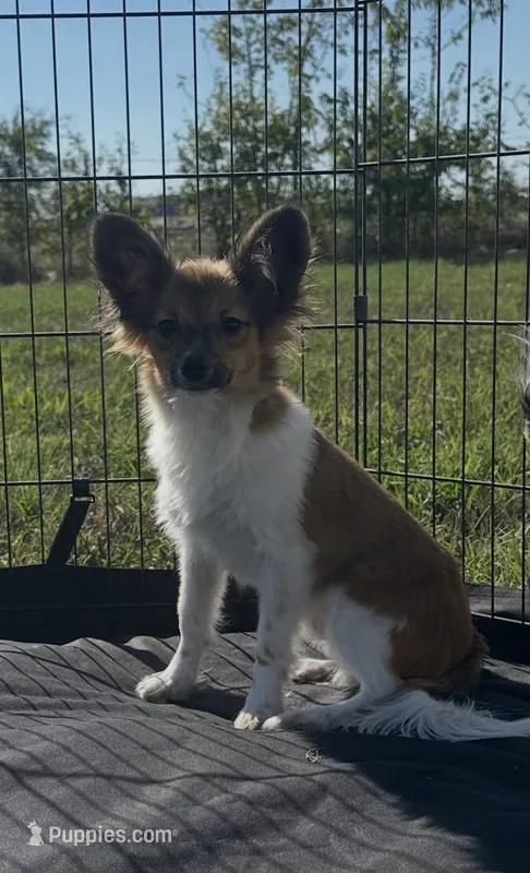 Akc boy  – Papillon puppy for sale in Sulphur Springs, TX