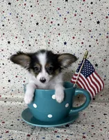 Akc tri  boy , a male Papillon for sale in Sulphur Springs, TX – 6 of 8
