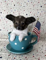 Akc Sable love , a male Papillon for sale in Sulphur Springs, TX – 4 of 10