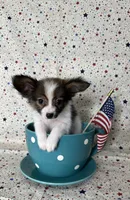 Akc baby sable , a male Papillon for sale in Sulphur Springs, TX – 3 of 9
