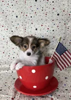Akc baby sable , a female Papillon for sale in Sulphur Springs, TX – 2 of 8