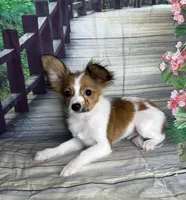 Akc baby boy , a male Papillon for sale in Sulphur Springs, TX – 5 of 7