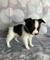Sable male , a male Papillon for sale in Sulphur Springs, TX – 2 of 5
