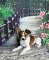 Akc baby boy , a male Papillon for sale in Sulphur Springs, TX – 6 of 7