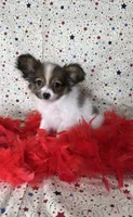 Sweet akc girl , a female Papillon for sale in Sulphur Springs, TX – 6 of 8