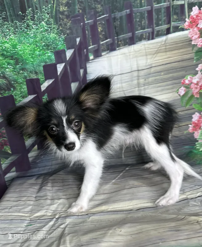 Akc Lovable tri  – Papillon puppy for sale in Sulphur Springs, TX