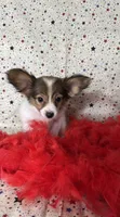 Akc baby sable , a female Papillon for sale in Sulphur Springs, TX – 8 of 8