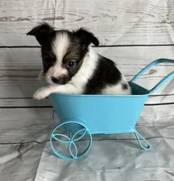 Sable male , a male Papillon for sale in Sulphur Springs, TX – 5 of 5
