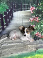 Akc tri  boy , a male Papillon for sale in Sulphur Springs, TX – 2 of 9