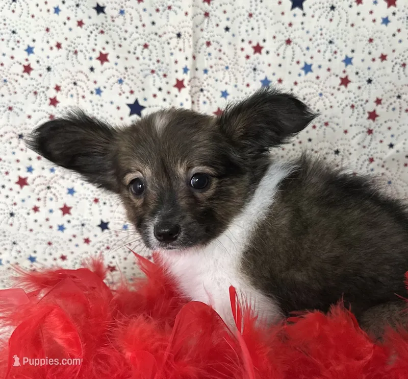 Akc Sable love  – Papillon puppy for sale in Sulphur Springs, TX