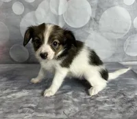 Akc girl , a female Papillon for sale in Sulphur Springs, TX – 3 of 6