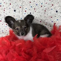 Akc Sable love , a male Papillon for sale in Sulphur Springs, TX – 2 of 10