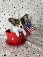 Akc baby sable , a female Papillon for sale in Sulphur Springs, TX – 3 of 8