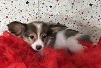 Akc baby sable , a female Papillon for sale in Sulphur Springs, TX – 7 of 8