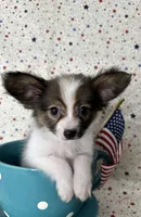Akc baby , a male Papillon for sale in Sulphur Springs, TX – 2 of 8
