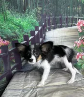 Akc Lovable tri , a male Papillon for sale in Sulphur Springs, TX – 2 of 9