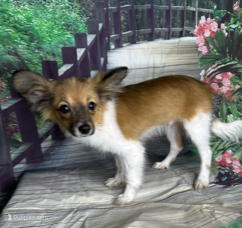 Akc boy  – Papillon puppy for sale in Sulphur Springs, TX