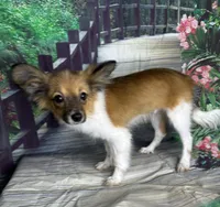 Akc boy , a male Papillon for sale in Sulphur Springs, TX – 1 of 7