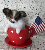 Sweet akc girl , a female Papillon for sale in Sulphur Springs, TX – 2 of 8