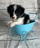 Akc boy , a male Papillon for sale in Sulphur Springs, TX – 7 of 7