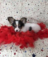 Akc tri  boy , a male Papillon for sale in Sulphur Springs, TX – 4 of 8